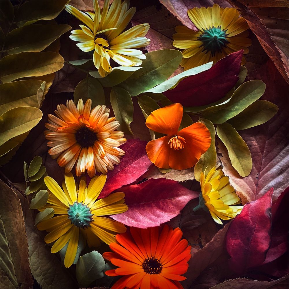 A few calendula heads, poppy heads, some lime green robinia leaves and the first red Virginia creeper leaves. A smorgasbord of late summer garden bits and bobs 😊