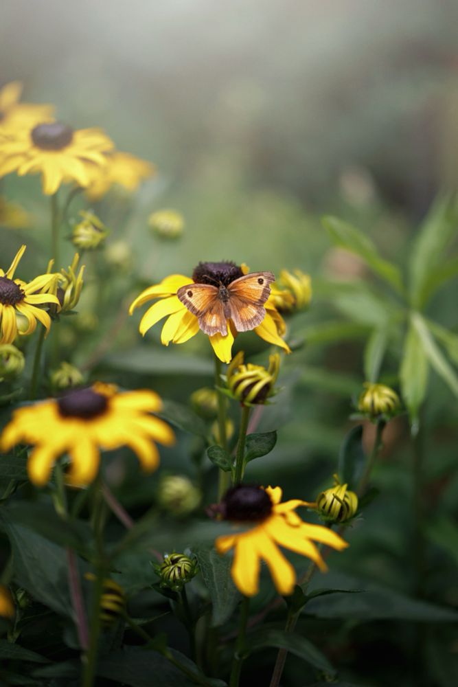A small Gatekeeper butterfly - or it could be a Meadow Brown butterfly on the bright yellow rudbeckia flowers 