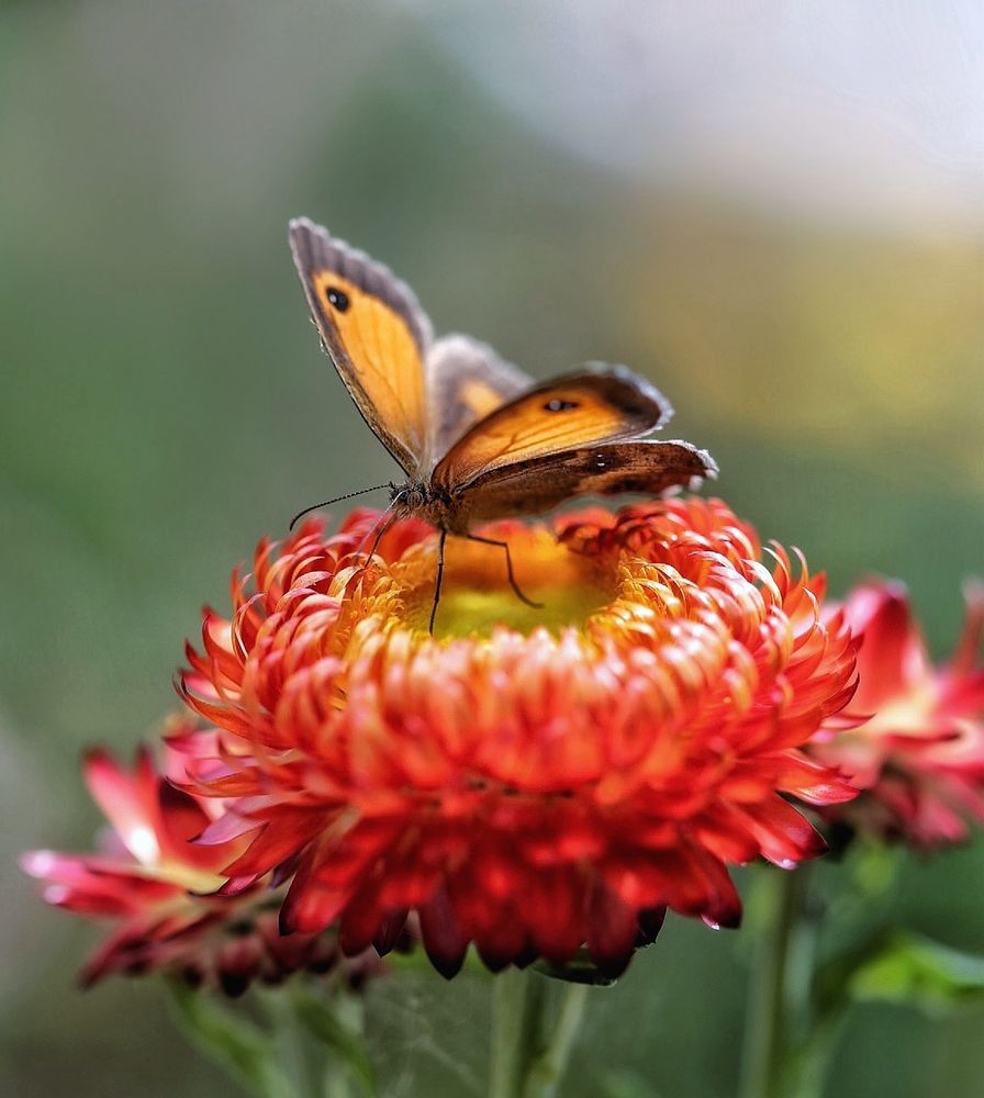 A gatekeeper butterfly on a bright red/orange strawflower. 