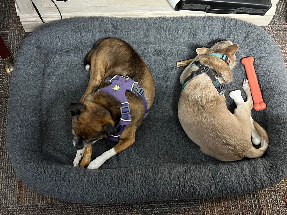Ziggy and Leeloo laying on a dog net in my office chewing bully sticks. 