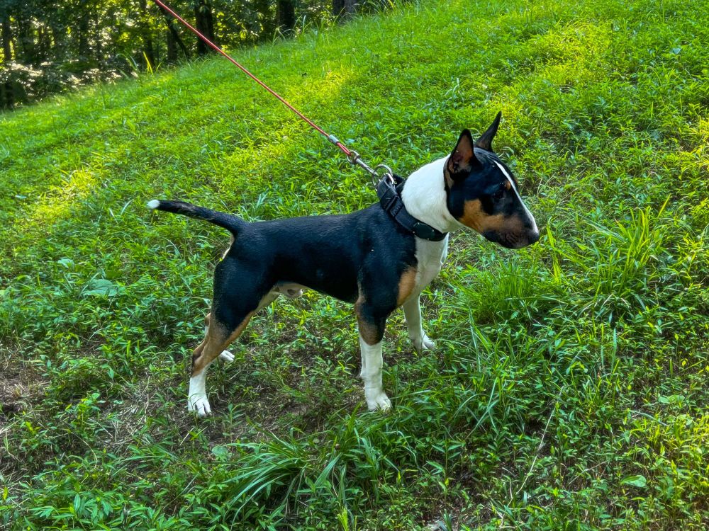 Tricolor Bull Terrier standing on a grassy hill. 