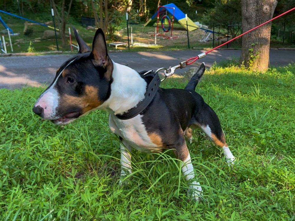 Tricolor Bull Terrier standing on a grassy hill. 