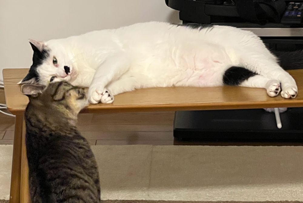 猫