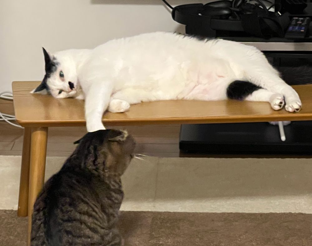 猫