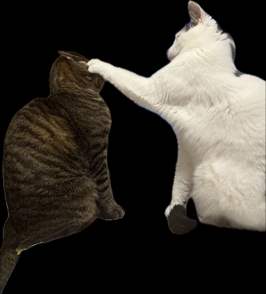 猫