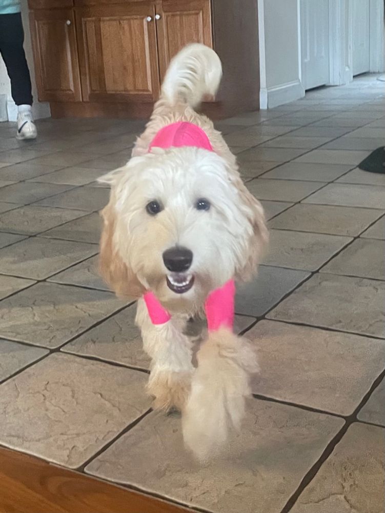 A frontal shot of same dog.