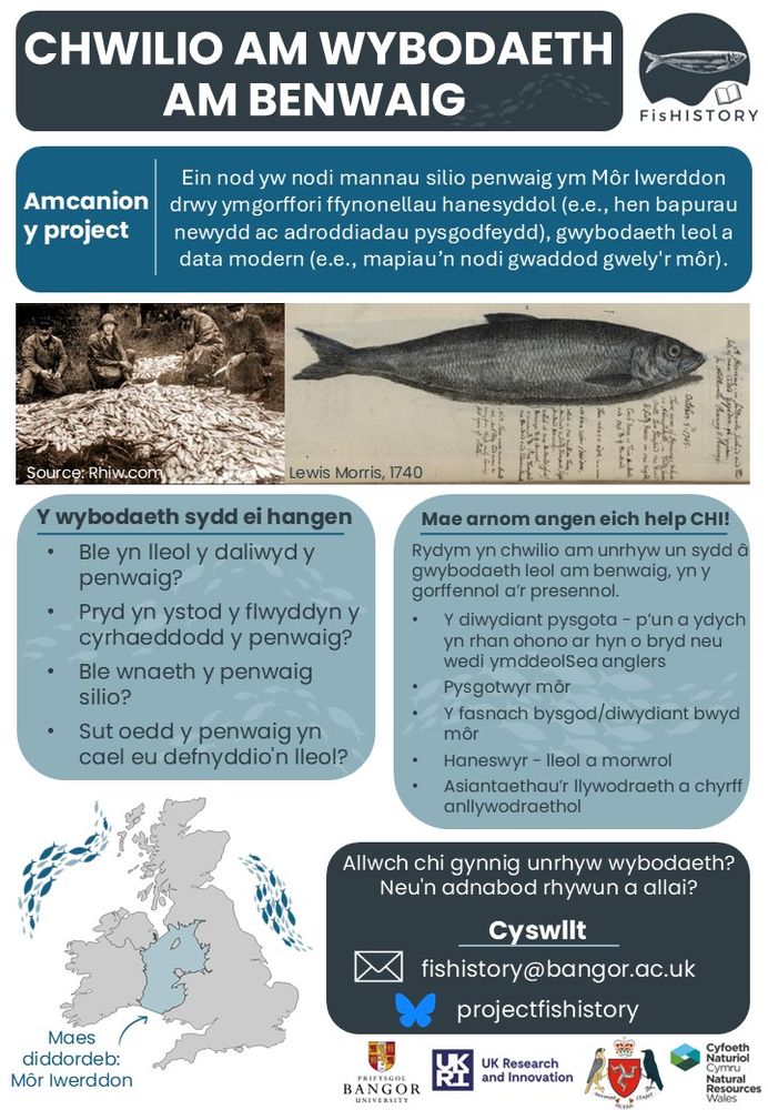 CHWILIO AM WYBODAETH AM BENWAIG
Amcanion y project 
Ein nod yw nodi mannau silio penwaig ym Môr Iwerddon drwy ymgorffori ffynonellau hanesyddol (e.e. hen bapurau newydd ac adroddiadau pysgodfeydd), gwybodaeth leol a data modern (e.e. mapiau’n nodi gwaddod gwely'r môr). 
Y wybodaeth sydd ei hangen 
•	Ble yn lleol y daliwyd y penwaig?
•	Pryd yn ystod y flwyddyn y cyrhaeddodd y penwaig?
•	Ble wnaeth y penwaig silio?
•	Sut oedd y penwaig yn cael eu defnyddio'n lleol?
Mae arnom angen eich help CHI!
Rydym yn chwilio am unrhyw un sydd â gwybodaeth leol am benwaig, yn y gorffennol a’r presennol. 
•	Y diwydiant pysgota - p’un a ydych yn rhan ohono ar hyn o bryd neu wedi ymddeol
•	Pysgotwyr môr
•	Y fasnach bysgod/diwydiant bwyd môr 
•	Haneswyr - lleol a morwrol 
•	Asiantaethau’r llywodraeth a chyrff anllywodraethol
Maes diddordeb: Môr Iwerddon 
Allwch chi gynnig unrhyw wybodaeth? 
Neu'n adnabod rhywun a allai?
Cyswllt 
fishistory@bangor.ac.uk
projectfishistory