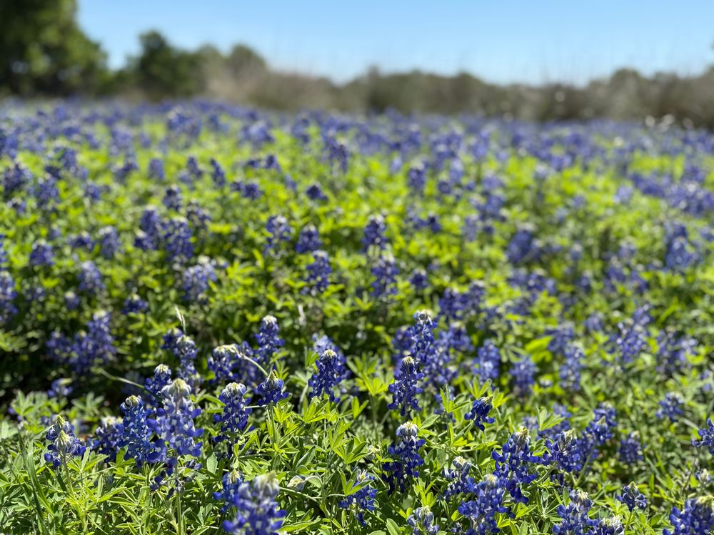 Purple-blue bluebonnet flowers spread out across a field beneath a clear sky.