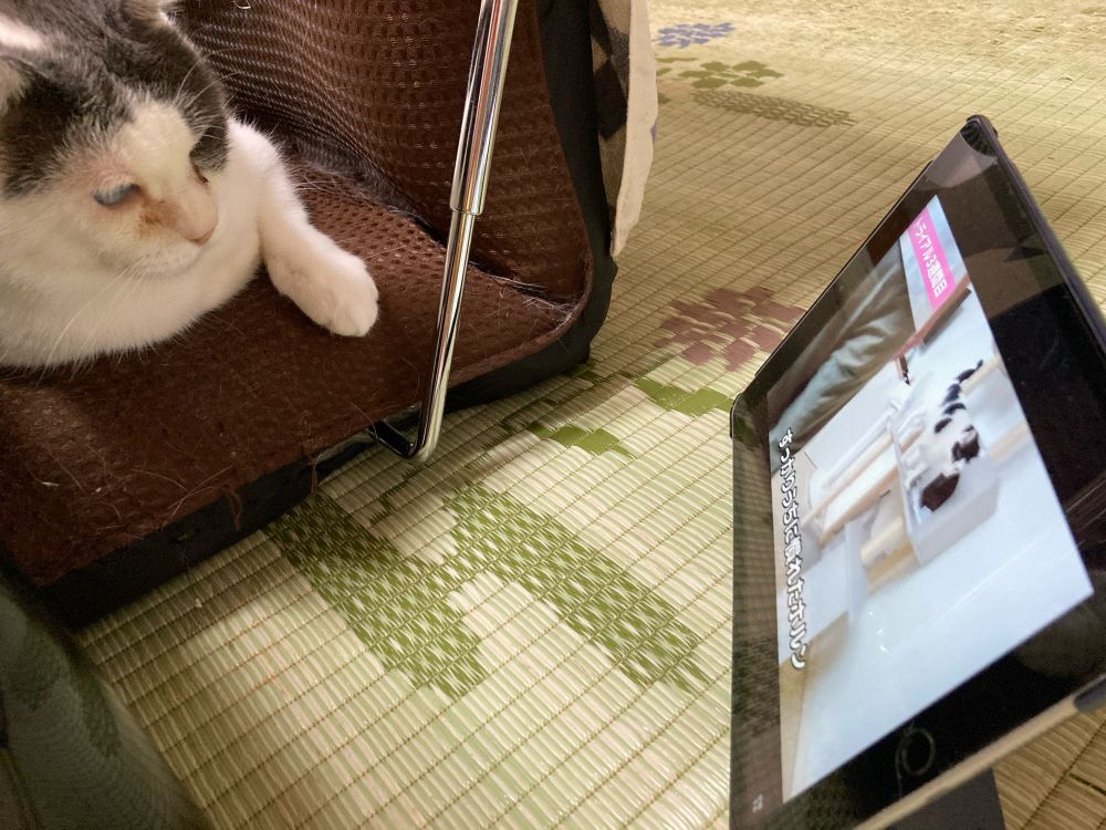 猫の梵天丸