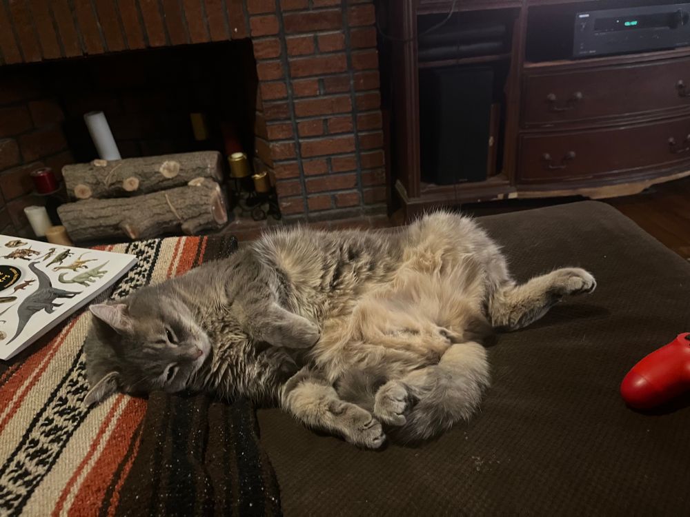 A really cute gray stripey cat relacing with his belly up. He looks very sleepy and soft