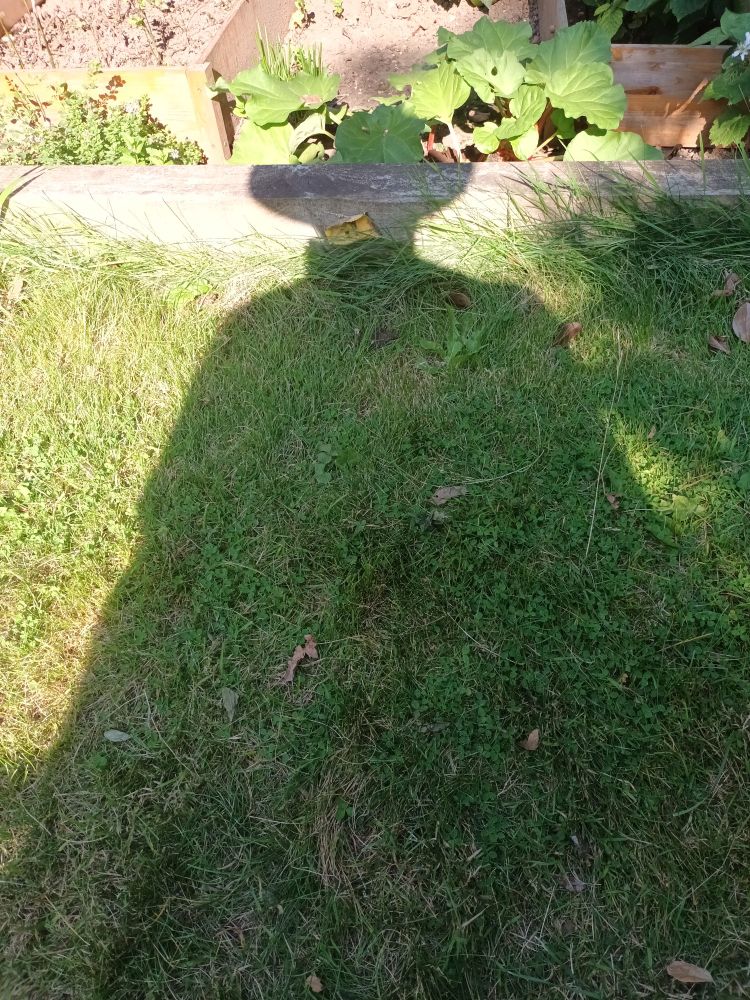 Shadow figure of adult male in a garden