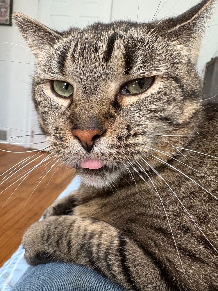 Kitski, a torty cat, turns to face the camera, tongue out