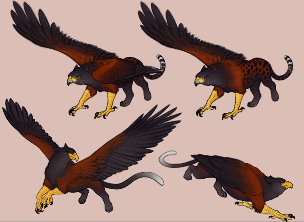 multiple drawings of the same griffin. one in flight, the other posed as if slinking down off of a ledge