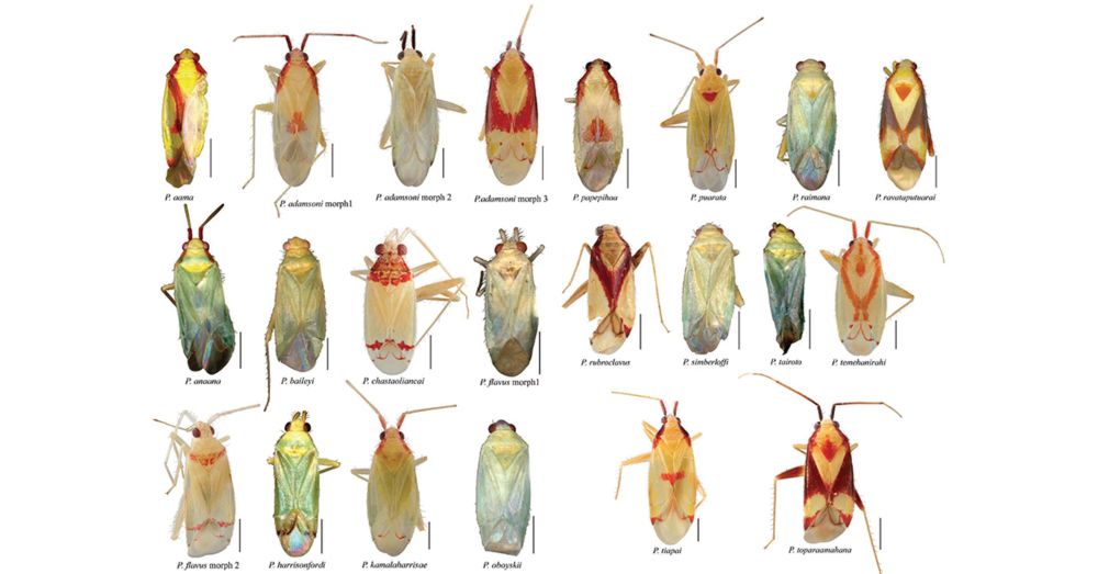 17 New Species of Plant Bugs Identified in French Polynesia, With Help of Local Students