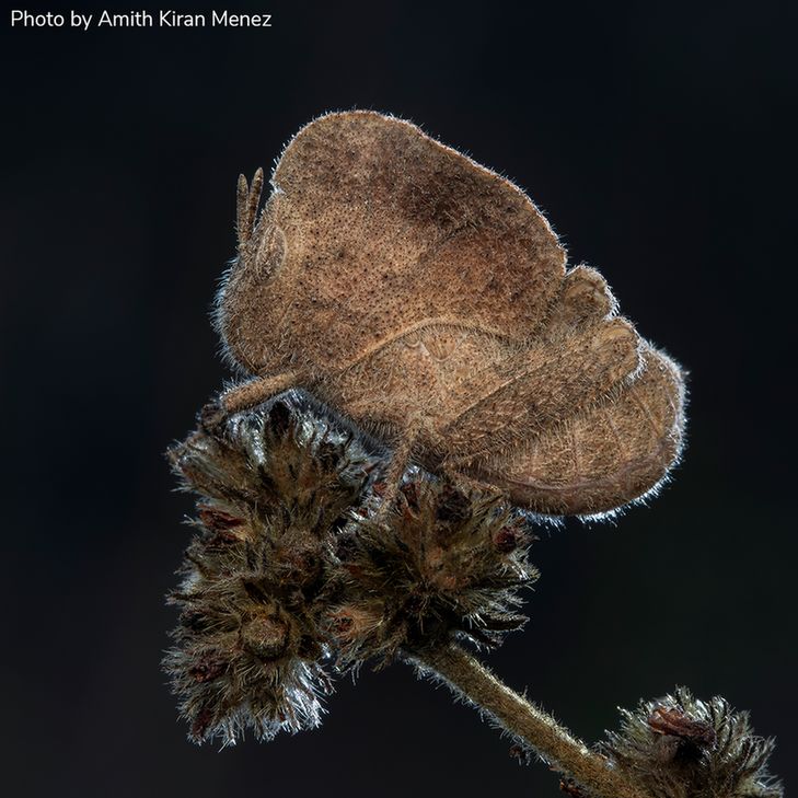 A grasshopper is camouflaged on a dried plant against a dark background. The grasshopper’s oval shape, brown coloration, and  mottled texture give it the appearance of a dried leaf, enabling it to blend in with the plant.
