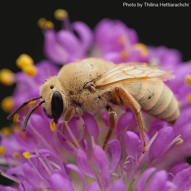 A close-up of a bee perched on a central cluster of a vibrant purple flower. The bee's wings are delicately veined, and the bee’s is covered in short, fine cream-colored hairs throughout its body. Bright yellow stamens surround the bee. 
