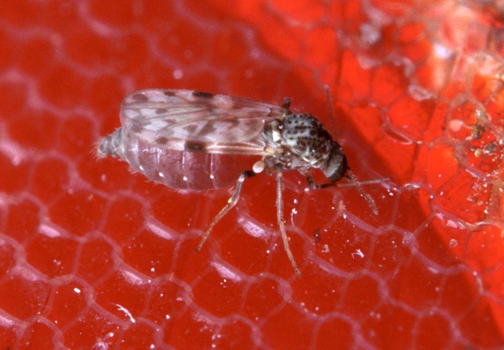 Could Silver Nanoparticles Be a New Tool to Manage Biting Midges?