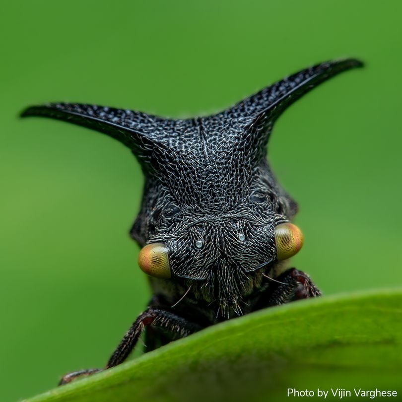 Close-up of a black treehopper insect with a textured, helmet-like head featuring two prominent horns and two large orange-green eyes. It is perched on a green leaf against a blurred green background. 