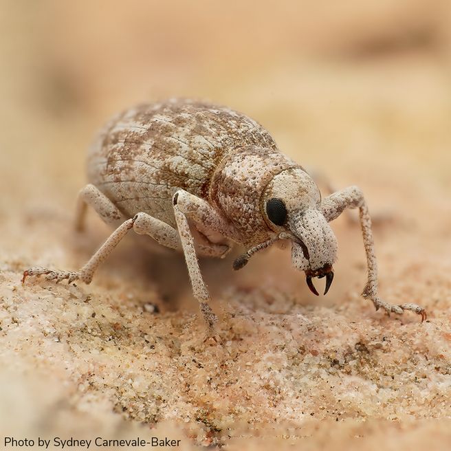 A close-up view of a beige and brown weevil with textured, patterned body and long snout, standing on a sandy or rocky surface.