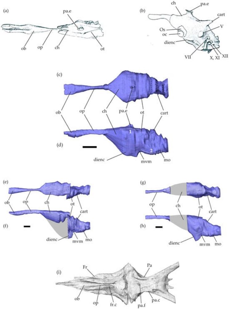 First Virtual Reconstruction of a Mosasaurid Brain Endocast: Description and Comparison of the Endocast of Tethysaurus nopcsai with Those of Extant Squamates