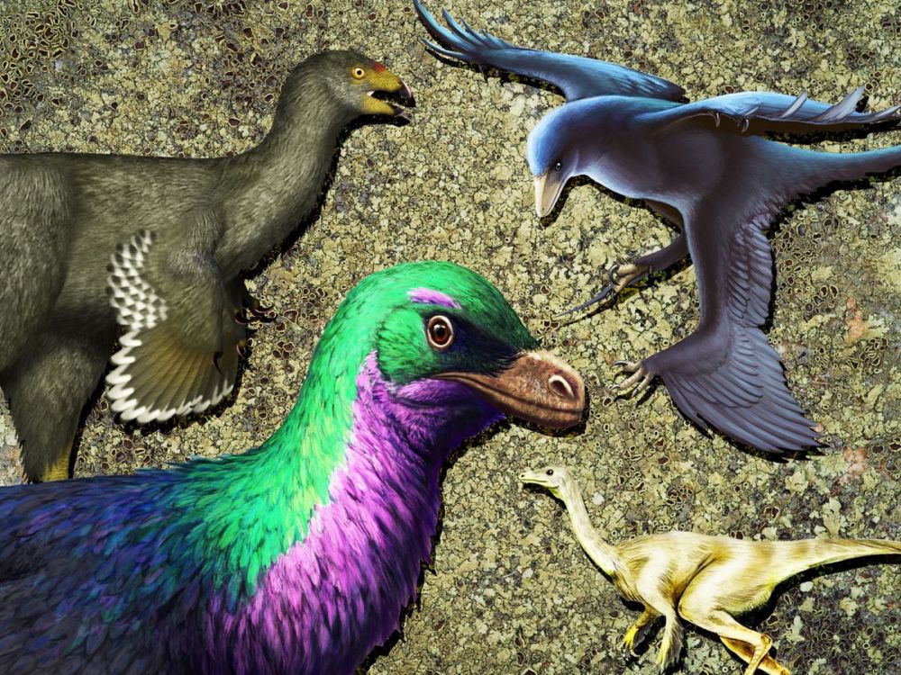 Dinosaurs Evolved Feathers for Far More Than Flight