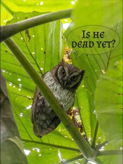 just my daily, homemade "Is he dead yet?" meme, this time featuring an owl in a tropical setting
