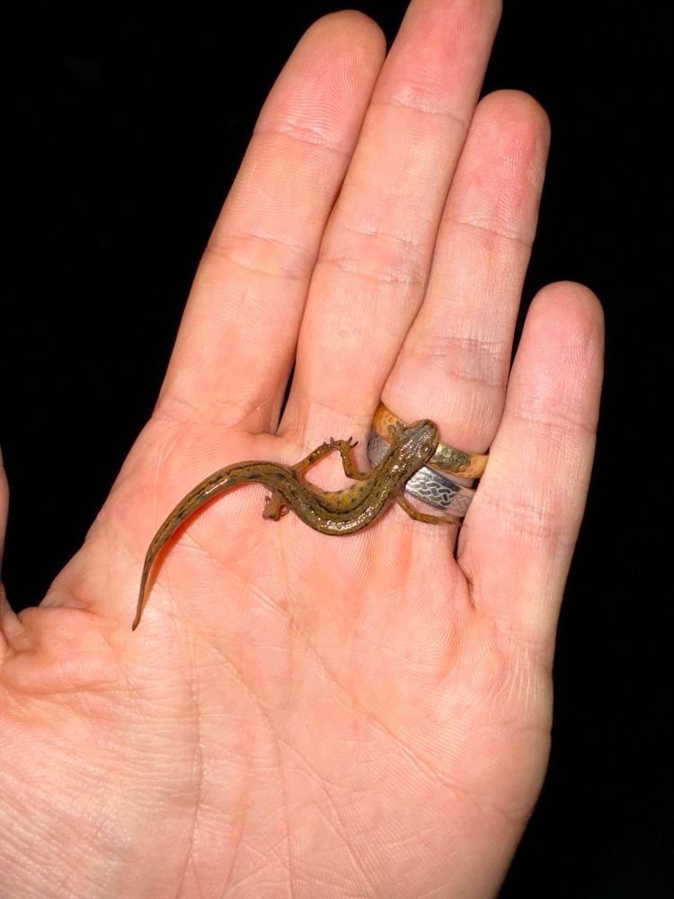 A smooth newt in the palm of a hand 