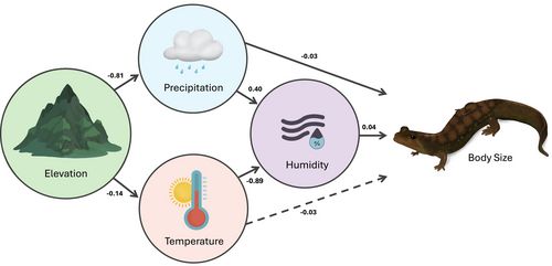 The Structure Equation Model (a fancy kind of Path model) from the paper, constructed of four factors influencing body size: elevation, which acts indirectly via its effect on temperature and precipitation; temperature, which acts directly only weakly, but more strongly via a direct effect on humidity; precipitation, which acts directly on body size but also has a significant relationship with humidity; and humidity, which has a direct influence. It's an elegant figure. There's a salamander representing body size, illustrated by one of the coauthors, Fleming. 