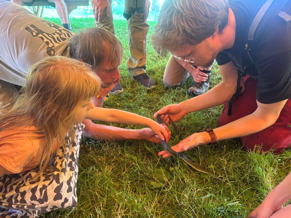 Yours truly with a wild slender grass snake, holding it out for a child and an adult to touch. These snakes have keeled scales, so touching them is very satisfying, especially as your first ever snake contact. 