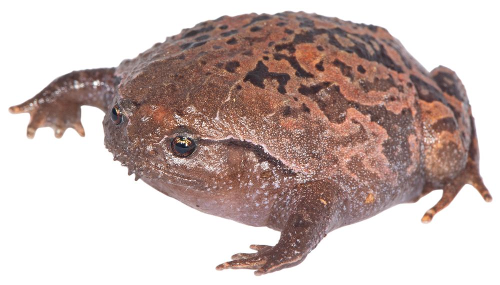 Look, I’m gonna break it to you, it’s a real shame you’re hearing or reading alt text and not seeing this incredible frog. It’s just… imagine a pancake, slightly burned in an intricate kind of pattern on top. Now puff it up like it’s some kind of incredible dumpling. Now put some legs evenly spaced around the edges, with stubby digits. And put some little bronze eyes in there for good measure. Now imagine that the pancake is deeply nonplussed, as is plain to see across its very flat face. That is what this frog looks like. It is perhaps one of evolution’s greatest achievements. 
