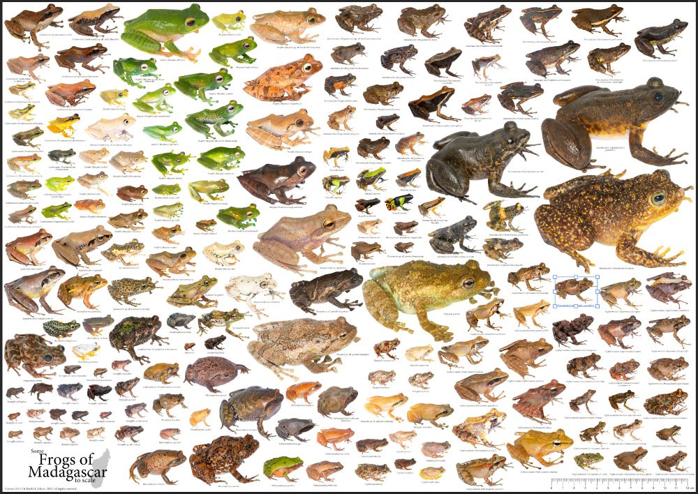 The poster features 176 species of frog from Madagascar, to scale. The biggest species are over 100 mm, the smallest are under 10 mm. They come in all kinds of shapes and sizes and colours. So many variations on the theme of frog!
