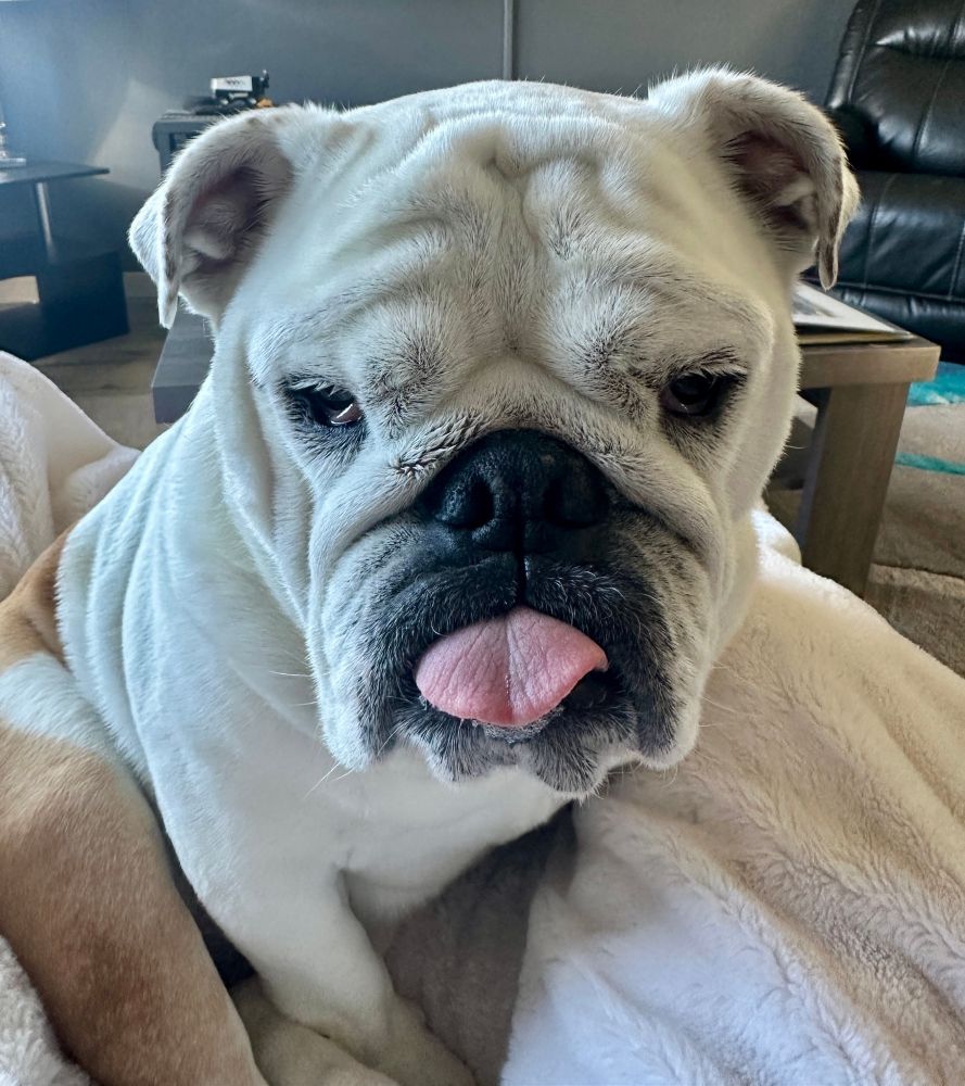 bulldog sitting on white blanket with tongue sticking out 