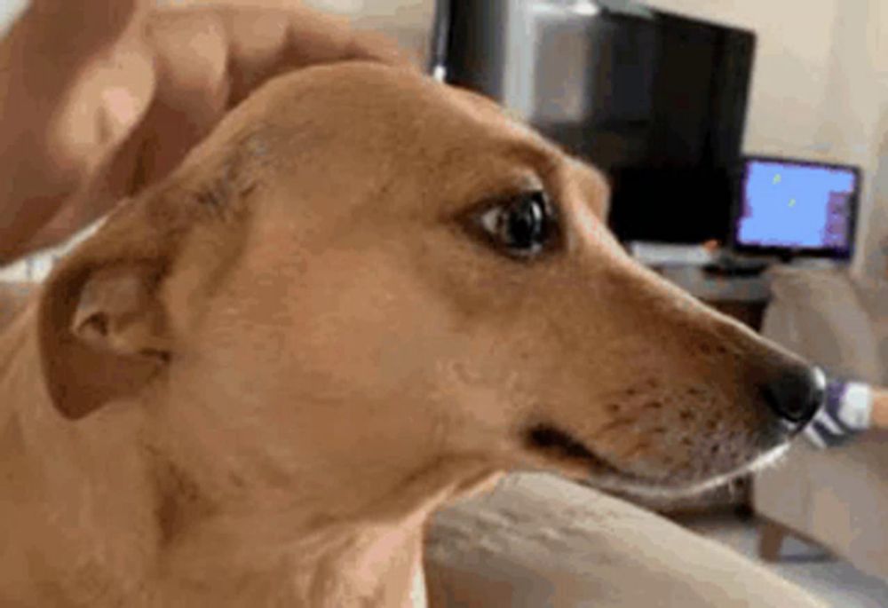 a close up of a dog 's face with a computer monitor in the background