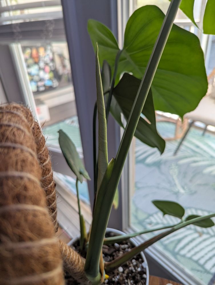 Tightly wrapped monstera leaf coming out, soon to open.