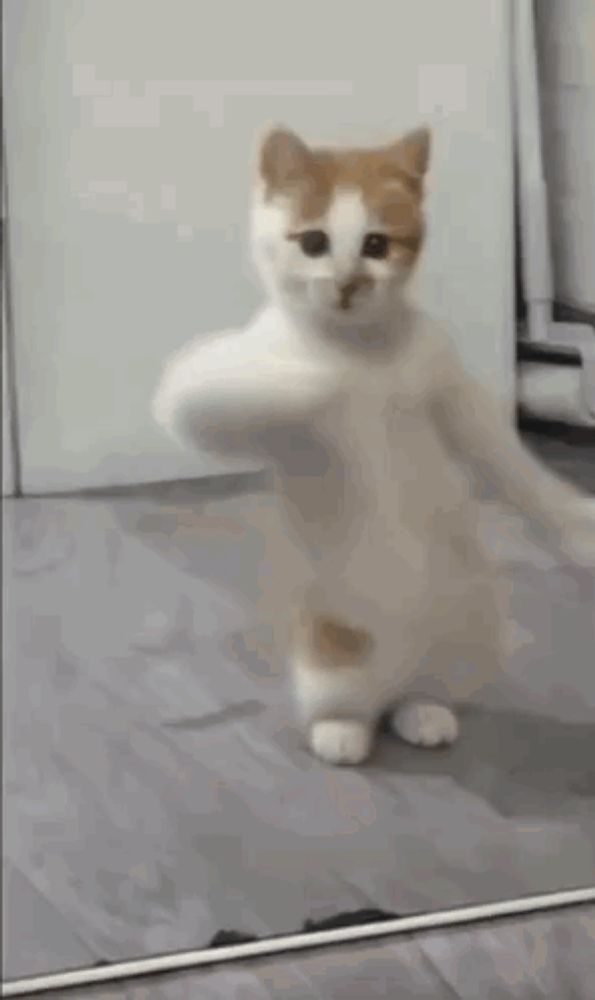 a cat is dancing in front of a mirror on the floor .