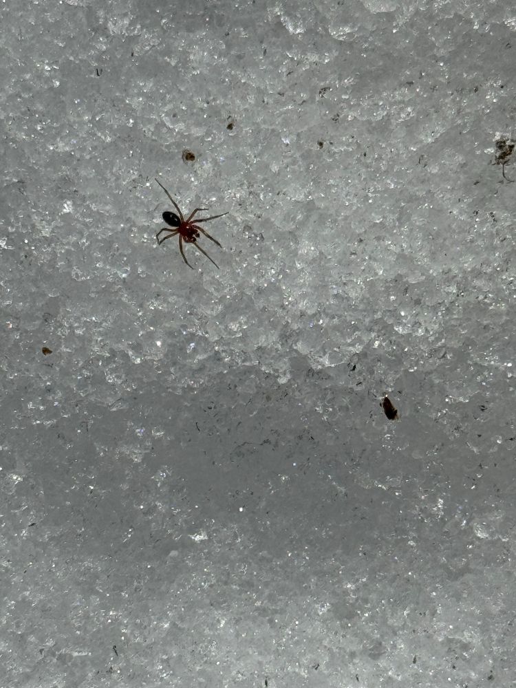 A little red and brown spider crawling over icy, melting snow. 