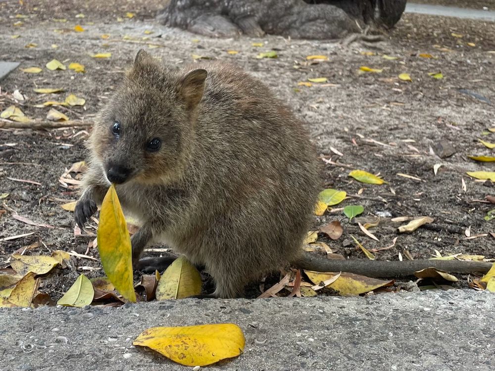 A quokka (extraordinarily cute marsupial that looks like a cross between a wallaby, a wombat and a mouse) holding a leaf and gazing directly at the camera.