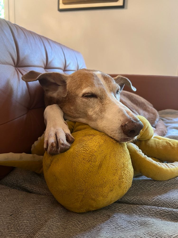 Dog using a stuffed octopus as a pillow. Gos fent servir un pop com un coixí 