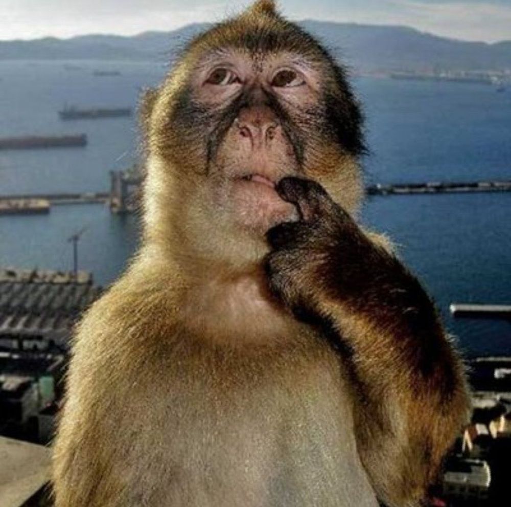 Stupid gay monkey looking confused
