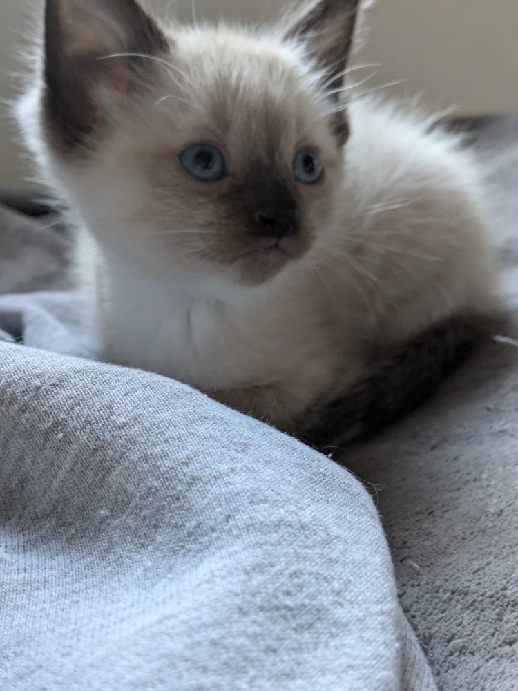 4week ragdoll kitten with chocolate points, blue eyes and white fur sittingvon a fluffy grey blanket.