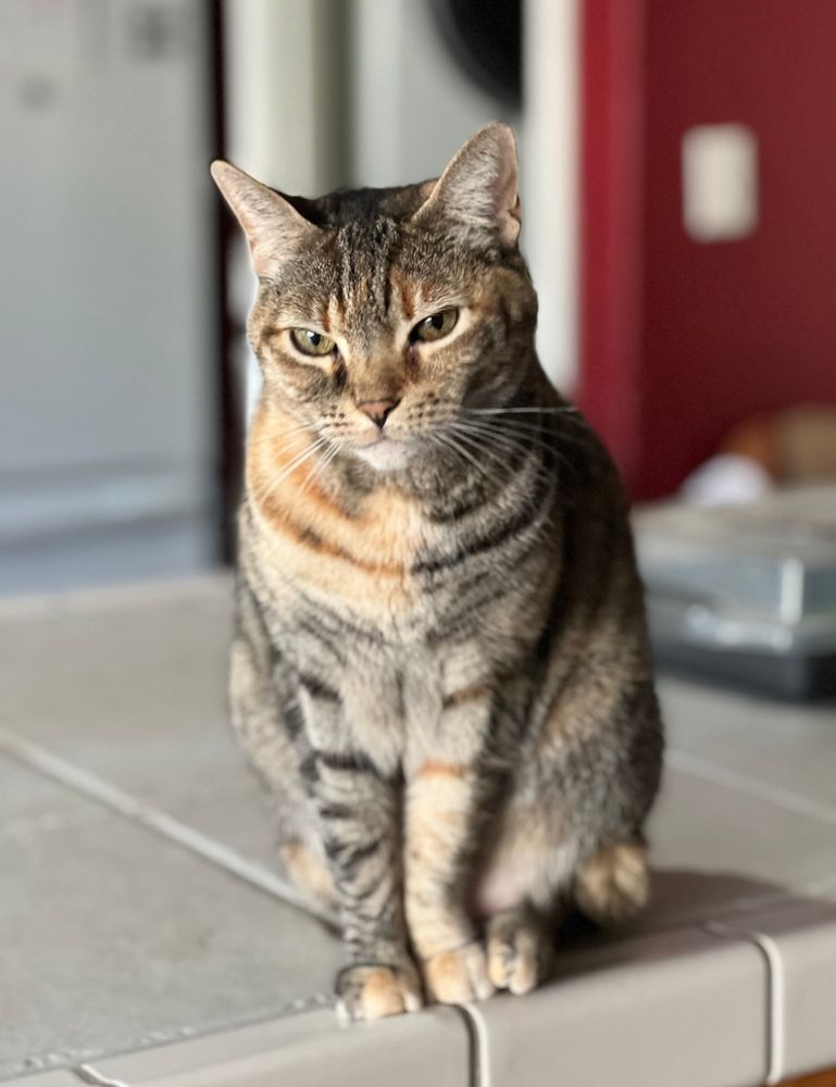 A multicolored shorthair domestic tabby cat sitting on a pale tan countertop.