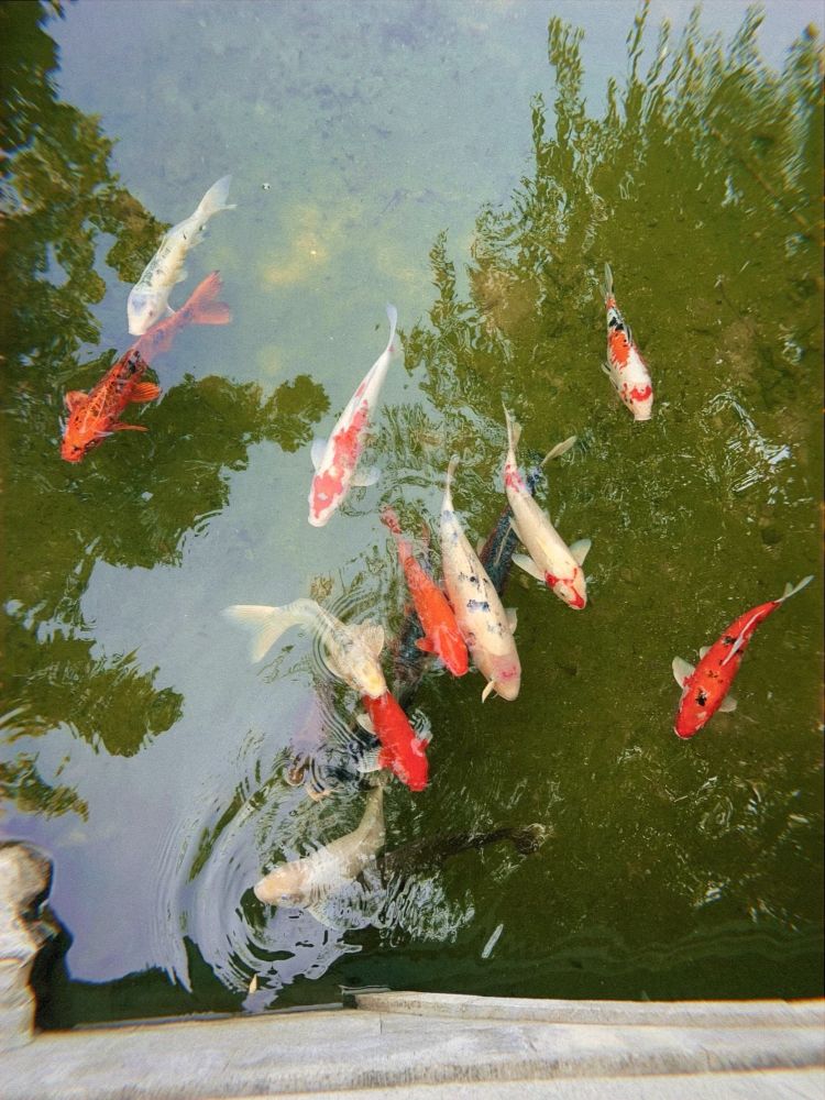 10 koi fish that are various shades of orange and white with black spots, swimming in a green pond towards a cement bridge base. 