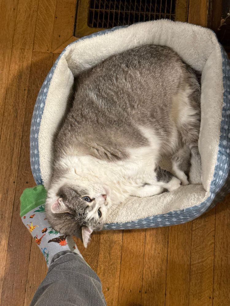 Gray and white tabby cat in a soft white and blue cat bed. She is having her head rubbed with a sock covered foot. 