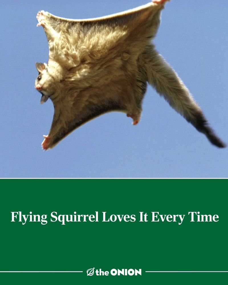 A flying squirrel mid-flight, the headline below, written by The Onion is ‘Flying Squirrel Loves It Every Time.’