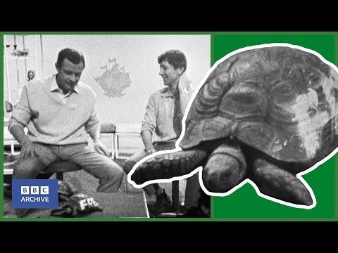 1967: FRED the TORTOISE is REALLY A GIRL | Blue Peter | Animal Magic | BBC Archive
