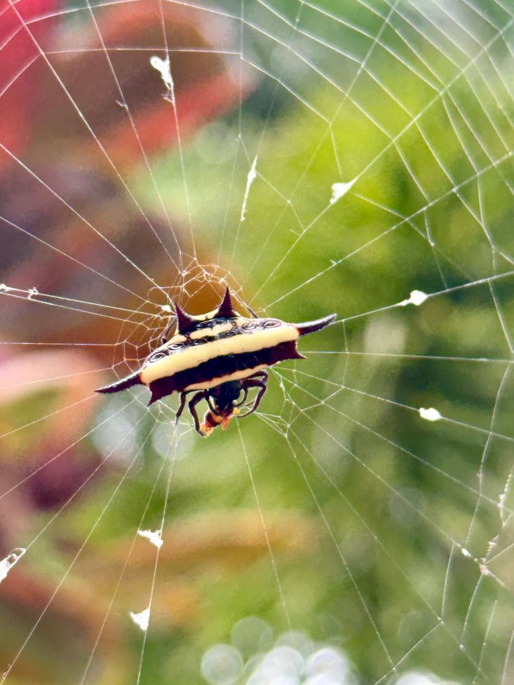 a fabulous chunky spider, with black and yellow horizontal stripes and shiny spikes, hangs on her web