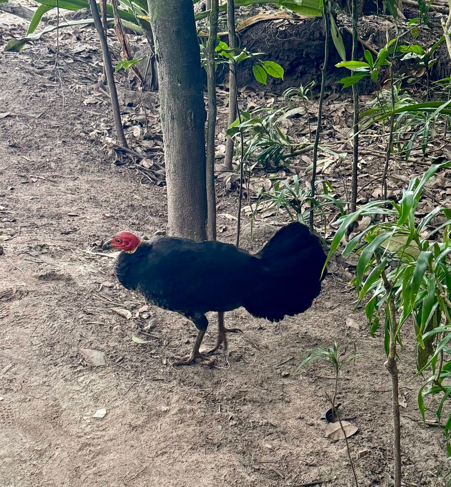 brush turkey (bright red head, yellow scarf, black body) pretending to be one of the famed but ultimately elusive cassowaries of FNQ…