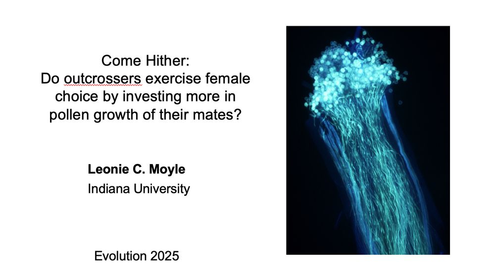 Slide reads: "Come hither: do outcrossers exercise female choice by investing more in pollen growth of their mates", Leonie Moyle, Evolution meeting 2025