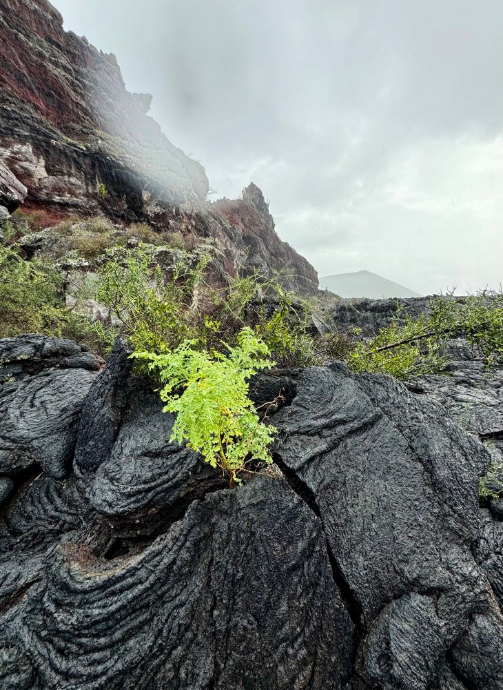 a cheery green plant grows out of volcanic rock. rock formations and moody clouds glower in the distance. 