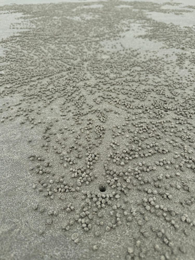 a small hole in the beach is surrounded by a display of dozens of tiny sand balls 